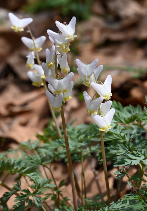 Dutchman’s Breeches (Dicentra cucullaria) BARE ROOT