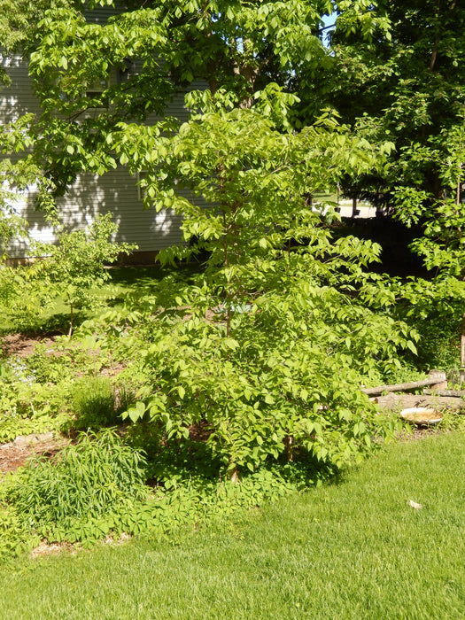 Hackberry (Celtis occidentalis)