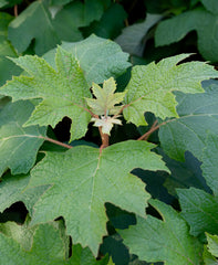 Oakleaf Hydrangea (Hydrangea quercifolia)