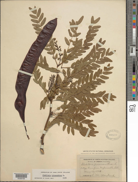 Honey Locust (Gleditsia triacanthos) 3 GAL