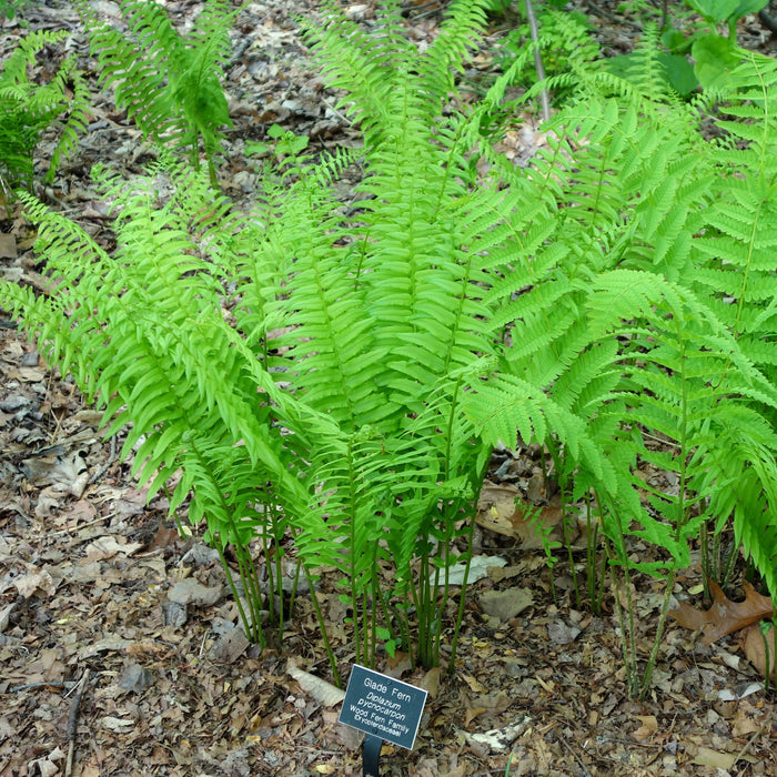 Glade Fern (Diplazium pycnocarpon) BARE ROOT