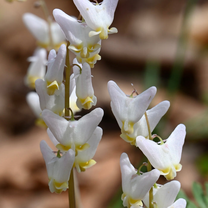 Dutchman’s Breeches (Dicentra cucullaria) BARE ROOT