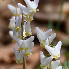 Dutchman’s Breeches (Dicentra cucullaria) BARE ROOT - SHIPS STARTING 03/11
