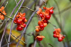 American Bittersweet (Celastrus scandens) 2