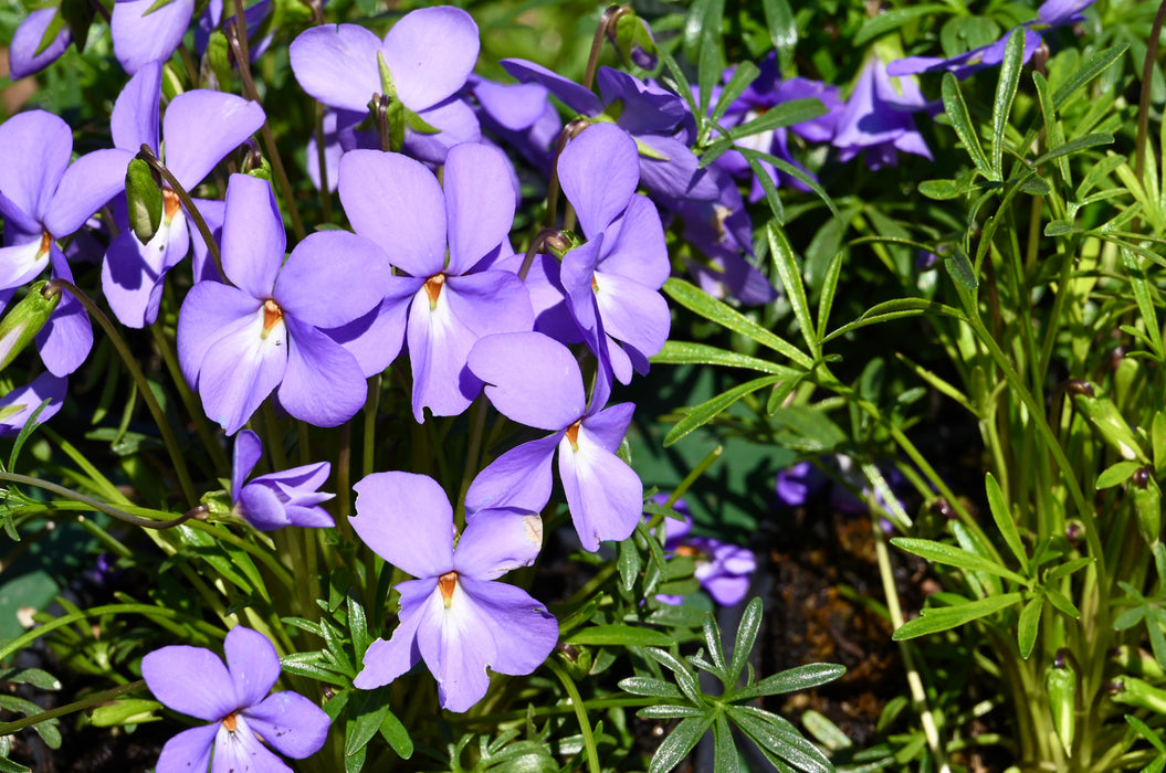 Bird’s Foot Violet (Viola pedata) BARE ROOT
