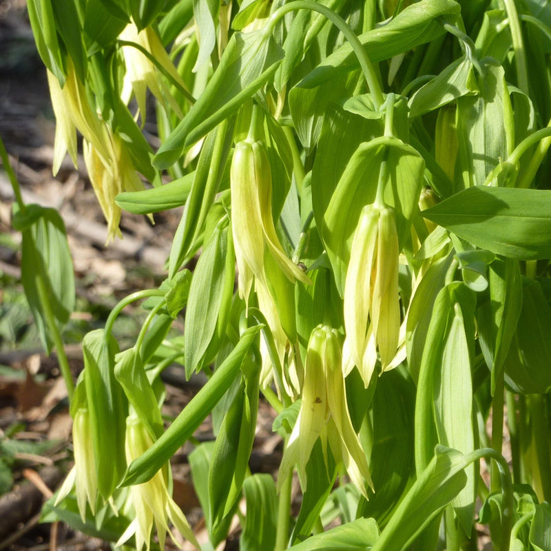 Large-flowered Bellwort (Uvularia grandiflora) BARE ROOT