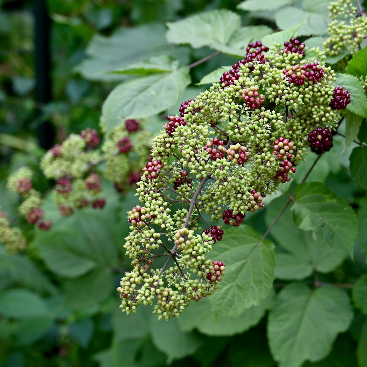 bittering thorns rf EA プロモ Spikenard (Aralia racemosa) — Native Plants Unlimited LLC