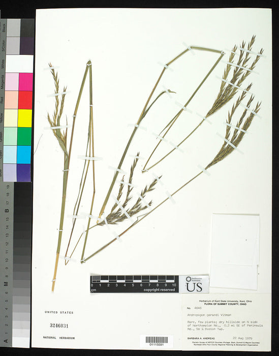 Big Bluestem (Andropogon gerardii) 1 GAL