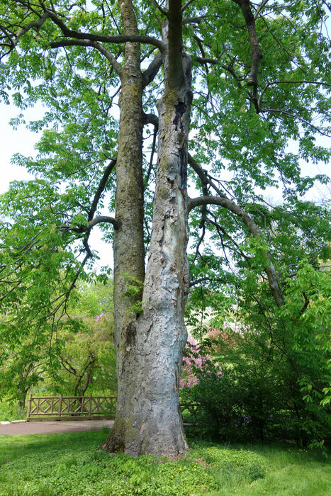 Yellow Buckeye (Aesculus flava)