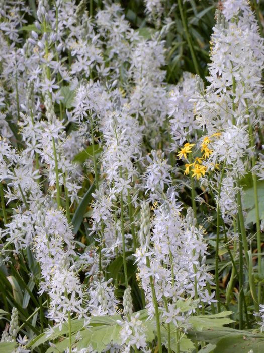 Wild Hyacinth (Camassia scilloides) BARE ROOT