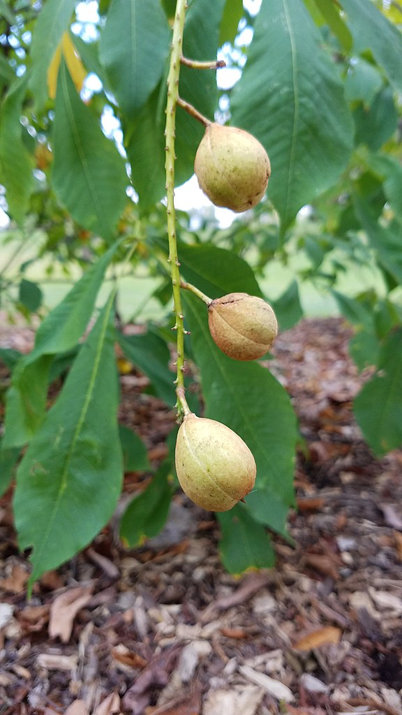 Bottlebrush Buckeye (Aesculus parviflora)