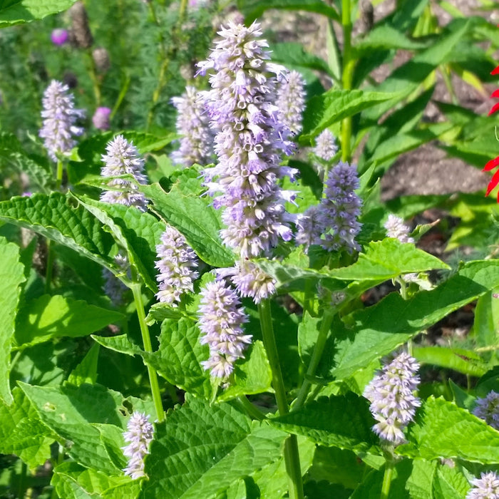 Anise Hyssop (Agastache foeniculum) 1 GAL