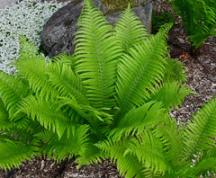 Ostrich Fern (Matteuccia struthiopteris) BARE ROOT - SHIPS STARTING 03/11