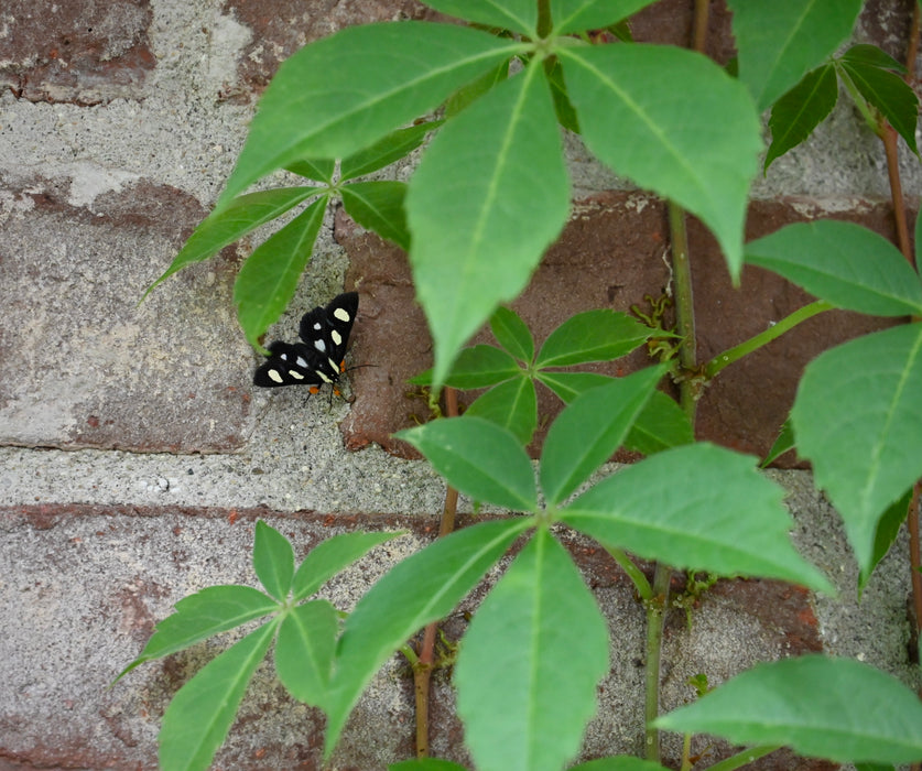 Virginia Creeper (Parthenocissus quinquefolia)