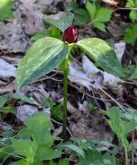 Prairie Trillium (Trillium recurvatum) BARE ROOT