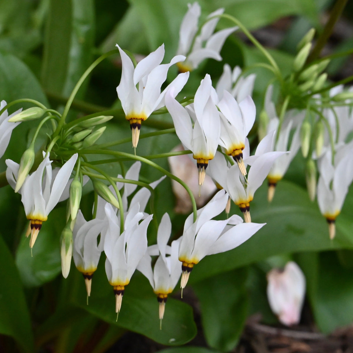 Midland Shooting Star (Dodecatheon meadia) BARE ROOT — Native Plants  Unlimited LLC
