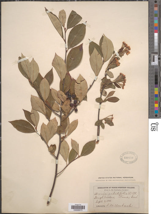 Purple Chokeberry (Aronia prunifolia)