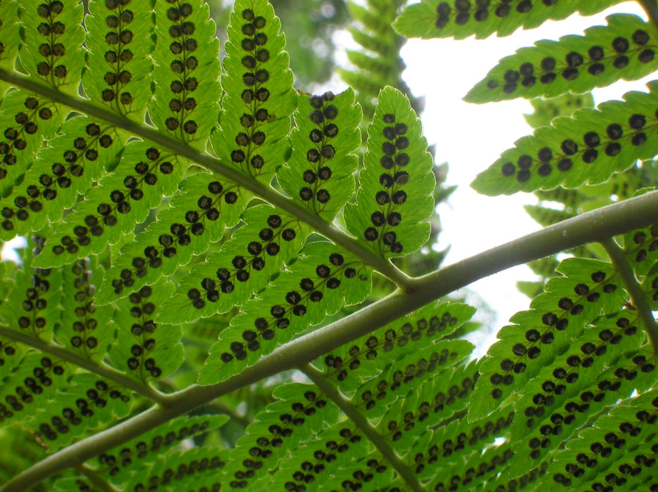 Goldie’s Fern (Dryopteris goldiana) BARE ROOT