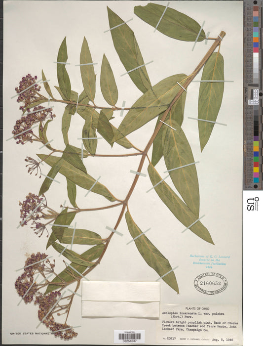 Marsh Milkweed (Asclepias incarnata) 1 GAL