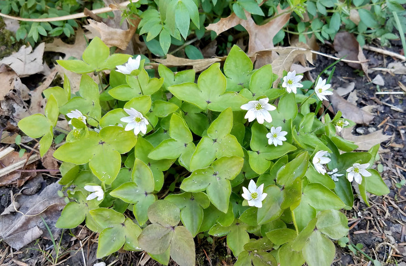 Sharp-lobed Hepatica (Hepatica nobilis var. acutiloba) BARE ROOT - SHIPS BEGINNING WEEK OF 12/2