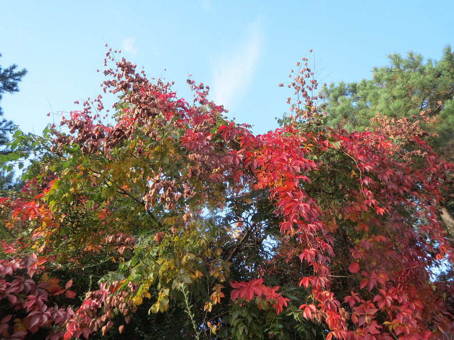Virginia Creeper (Parthenocissus quinquefolia)