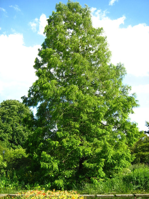Bald Cypress (Taxodium distichum)