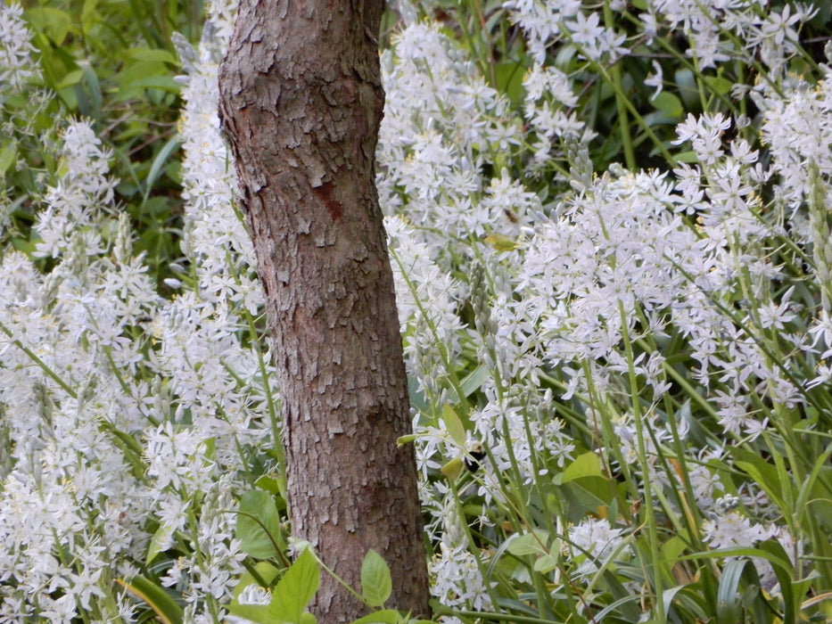 Wild Hyacinth (Camassia scilloides) BARE ROOT