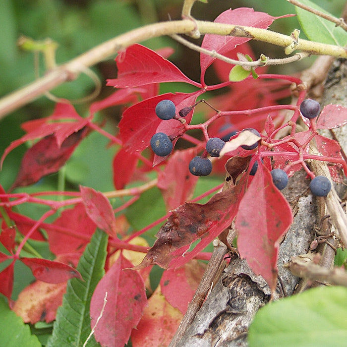 Virginia Creeper (Parthenocissus quinquefolia)