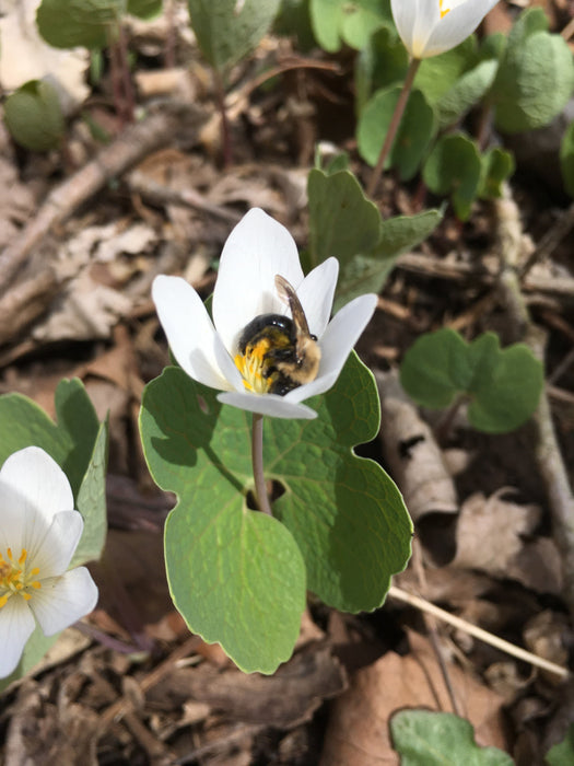 Bloodroot (Sanguinaria canadensis) BARE ROOT — Native Plants Unlimited LLC