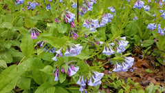 Virginia Bluebells (Mertensia virginica) BARE ROOT