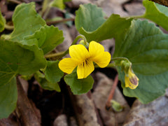 Yellow Violet (Viola pubescens) BARE ROOT - SHIPS STARTING 03/11