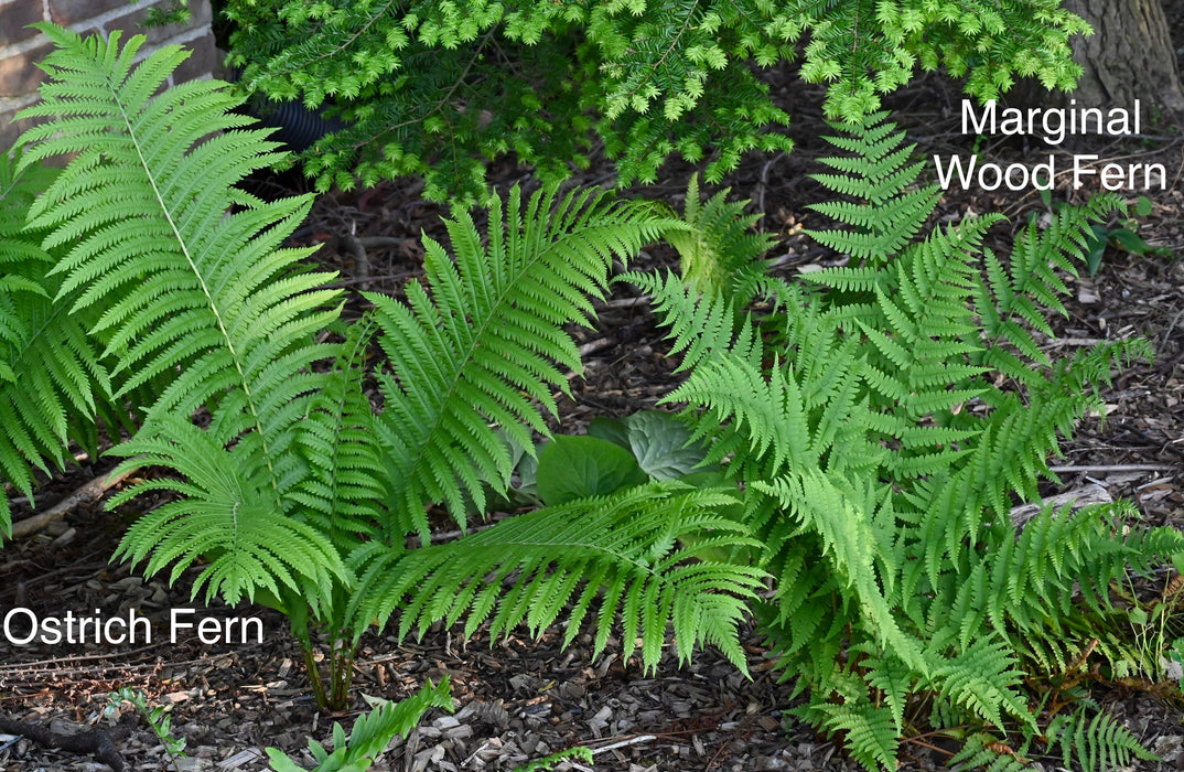 Ostrich Fern (Matteuccia struthiopteris) BARE ROOT