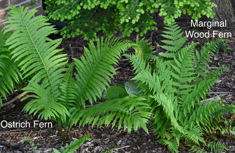 Ostrich Fern (Matteuccia struthiopteris) BARE ROOT - SHIPS STARTING 03/11