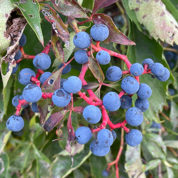 Virginia Creeper (Parthenocissus quinquefolia)