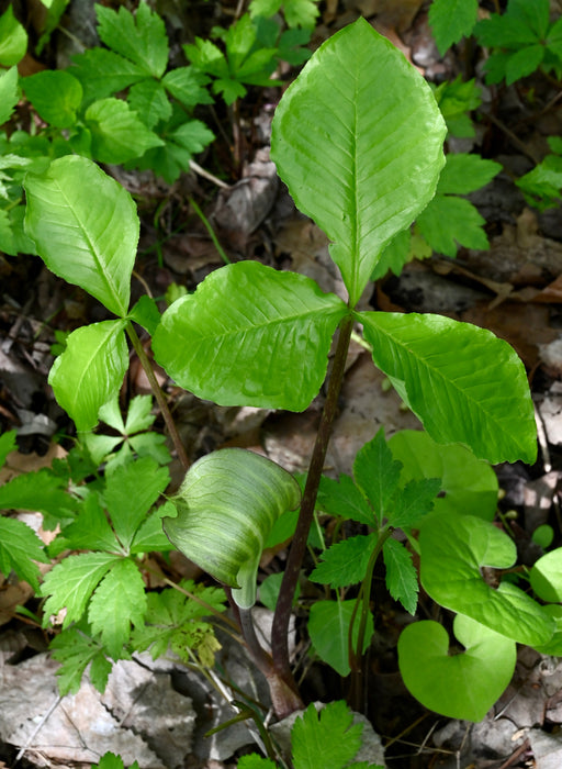 Jack-in-the-Pulpit (Arisaema triphyllum) BARE ROOT