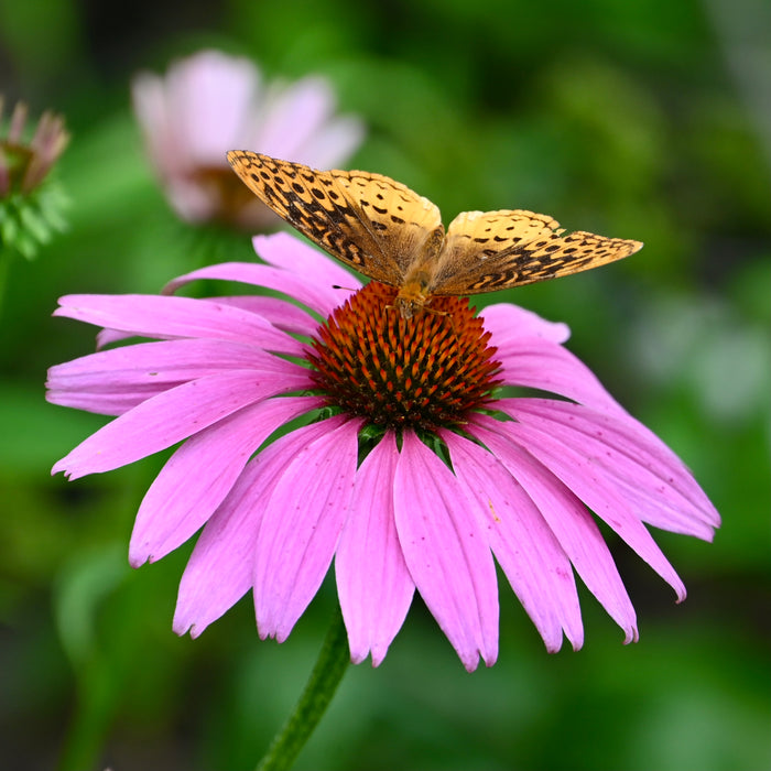 Seed Pack - Purple Coneflower (Echinacea purpurea)