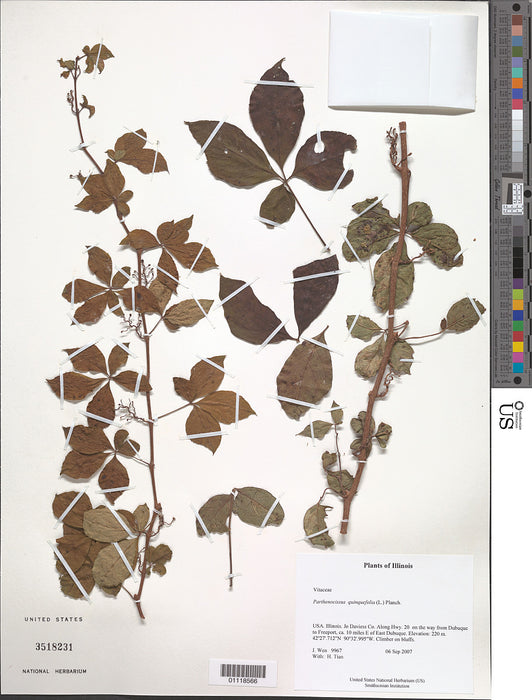 Virginia Creeper (Parthenocissus quinquefolia)