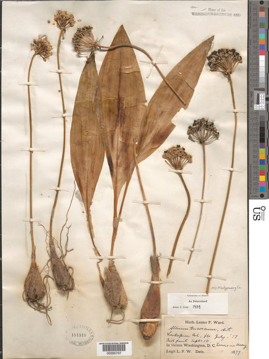 Wild Leek (Allium tricoccum) BARE ROOT