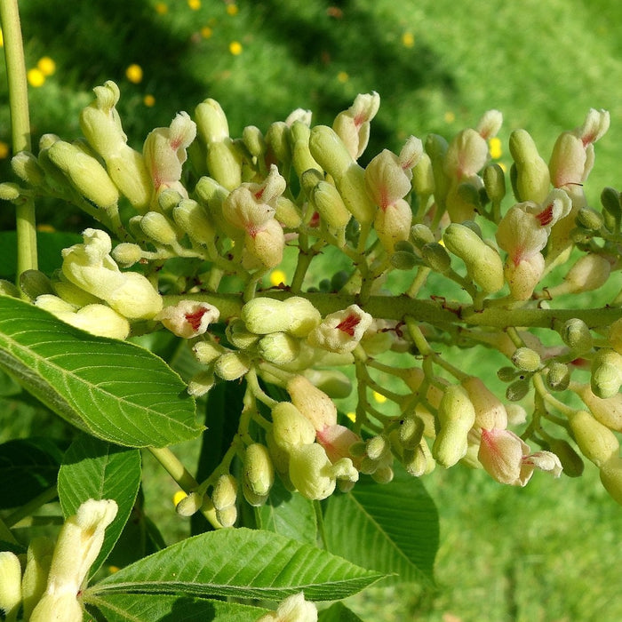 Yellow Buckeye (Aesculus flava)