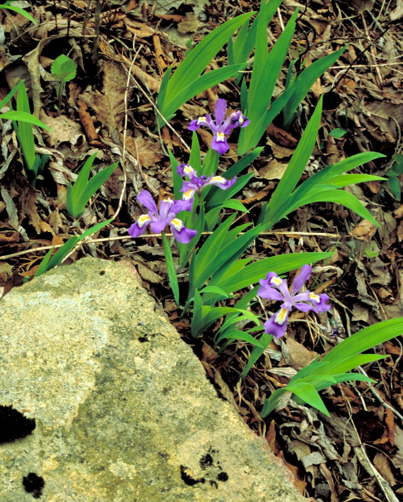 Dwarf Crested Iris (Iris cristata) BARE ROOT - SHIPS STARTING 03/11