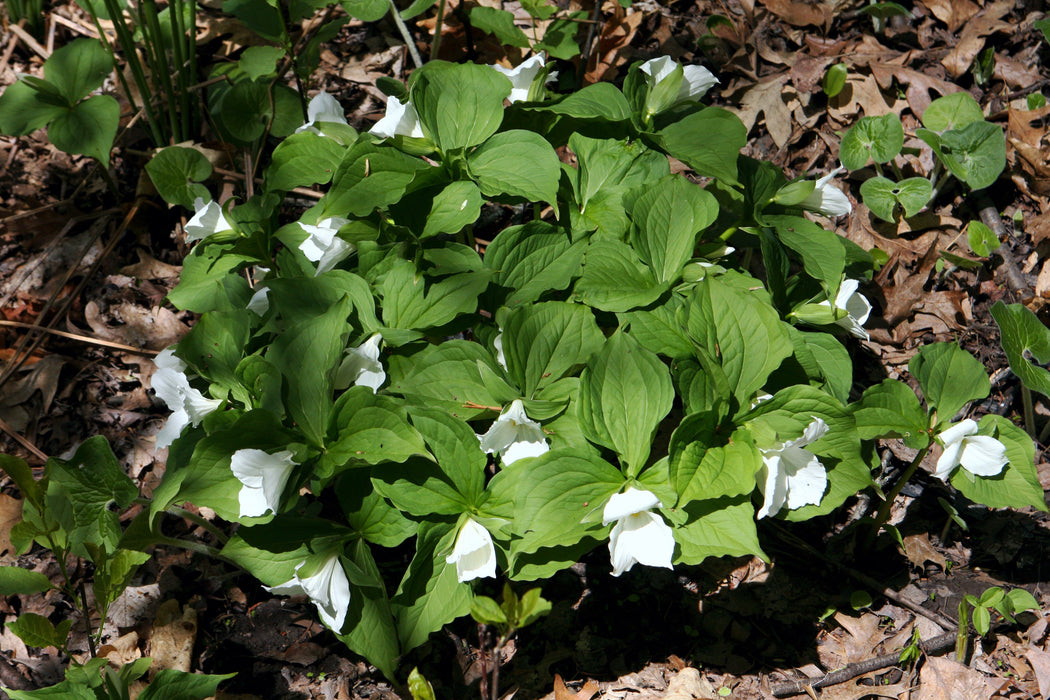 Great White Trillium (Trillium grandiflorum) BARE ROOT — Native Plants ...
