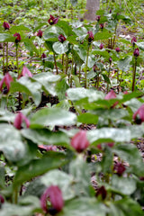 Prairie Trillium (Trillium recurvatum) BARE ROOT - SHIPS BEGINNING WEEK OF 12/2