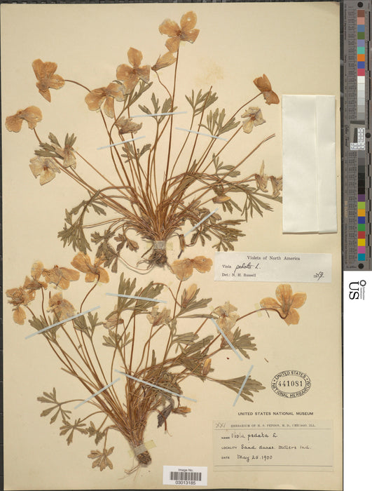 Bird’s Foot Violet (Viola pedata) BARE ROOT