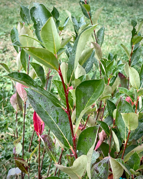 Purple Chokeberry (Aronia prunifolia)