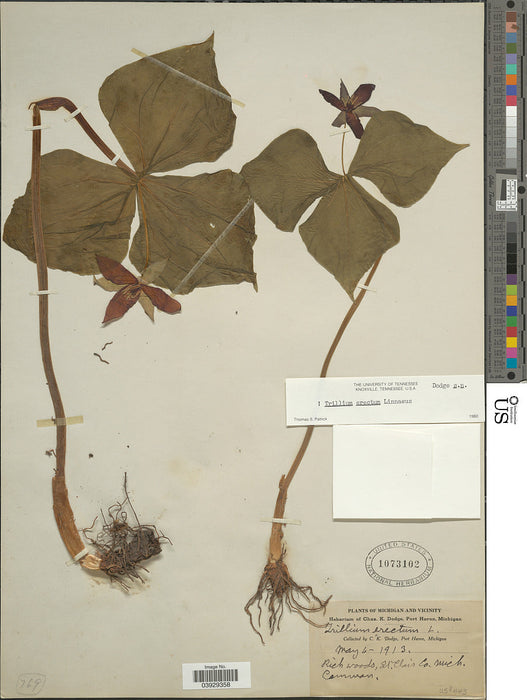 Red Trillium (Trillium erectum) BARE ROOT