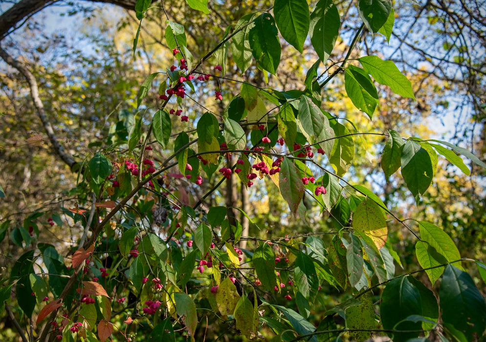 Eastern Wahoo (Euonymus atropurpureus)