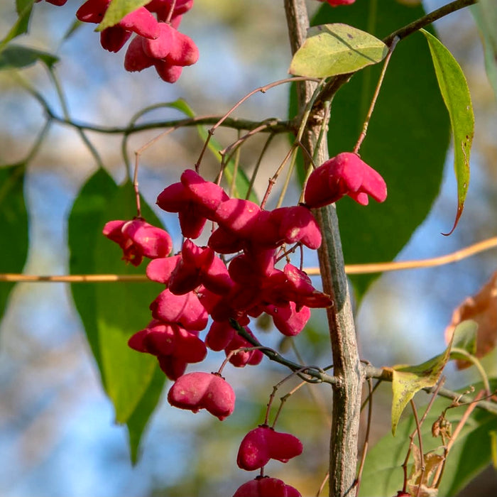 Eastern Wahoo (Euonymus atropurpureus)