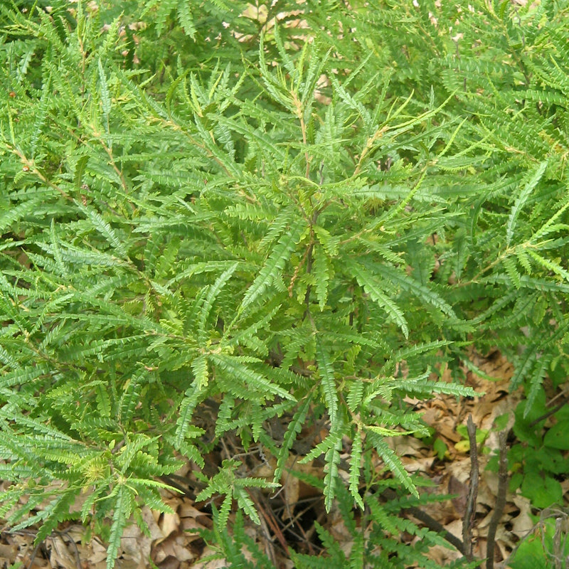 Sweet Fern (Comptonia peregrina)