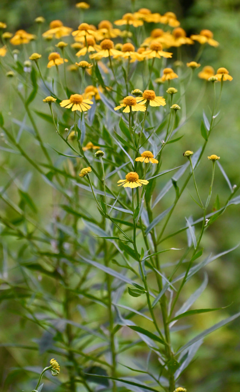 Seed Pack - Autumn Sneezeweed (Helenium autumnale)