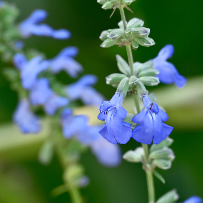 Seed Pack - Blue Sage (Salvia azurea)